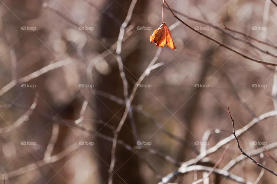 single red leaf