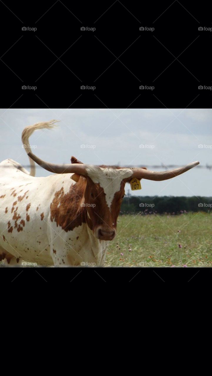 Longhorn Cow