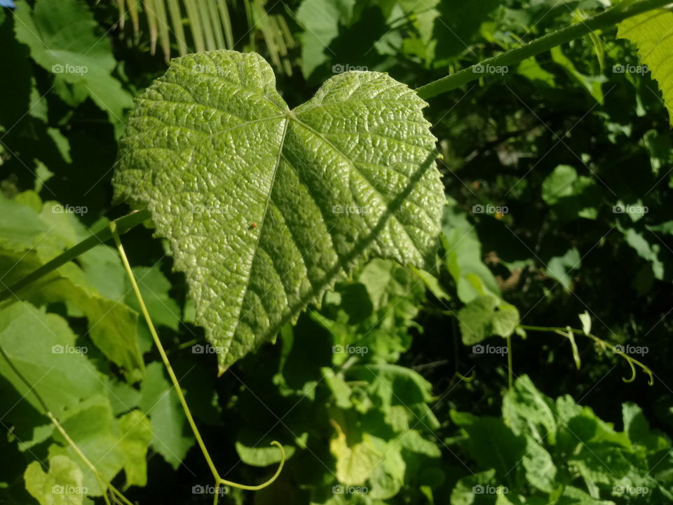 NATURAL GRÜN BLÄTTER WEIN