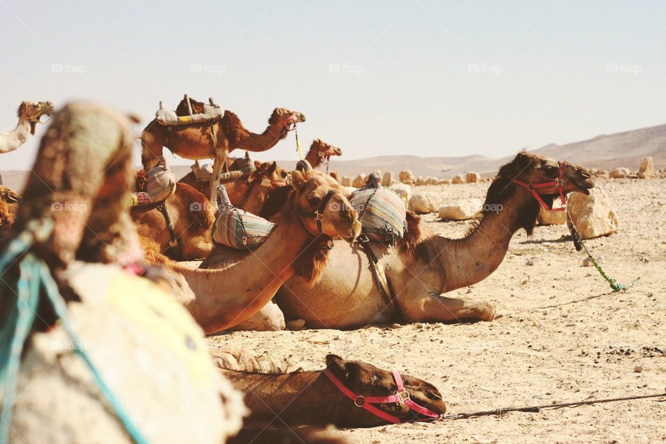 It wasn’t on my bucket list to ride a camel, but what an experience. Despite being one of the first animals we identify as kids, I realized how little I actually knew about them. Beautiful, powerful, rugged, kinda creepy.