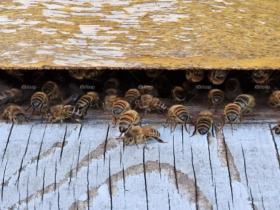 The bees at home the Netherlands