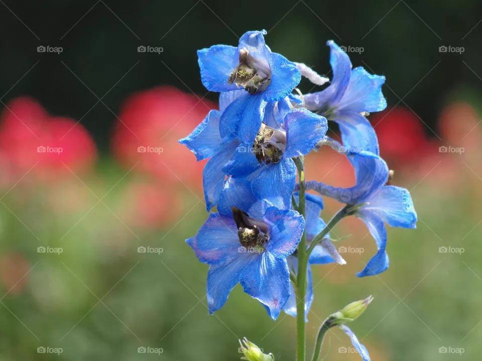 Blue flower in the garden