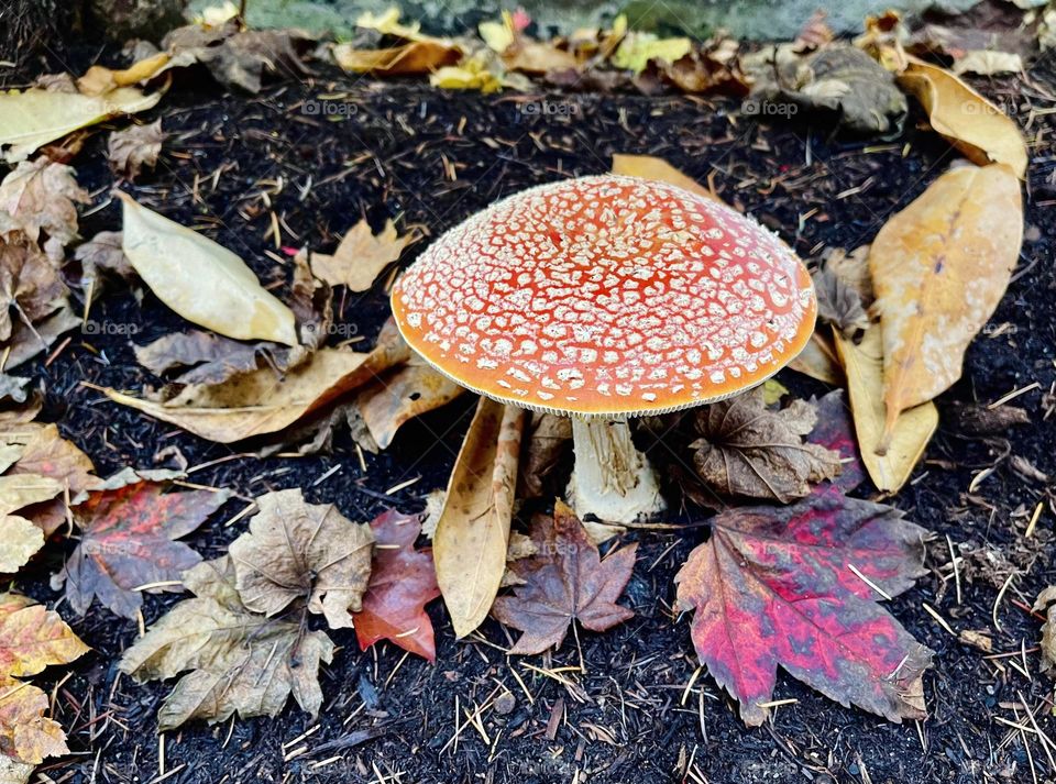 Red mushroom in the forest 