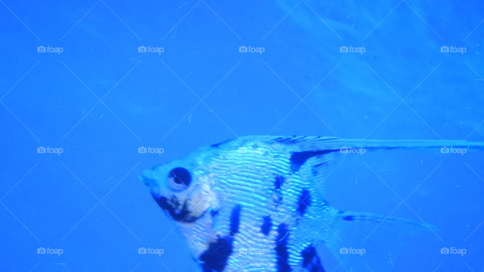 Angel Fish