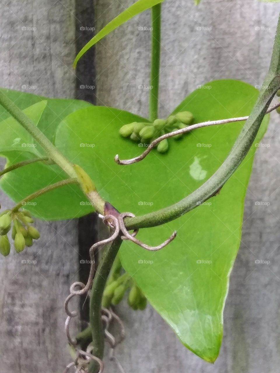 closeup of a vine