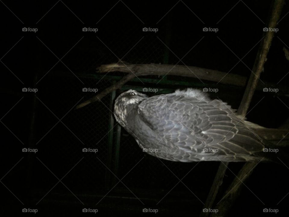 Bird, No Person, Dark, Feather, Light