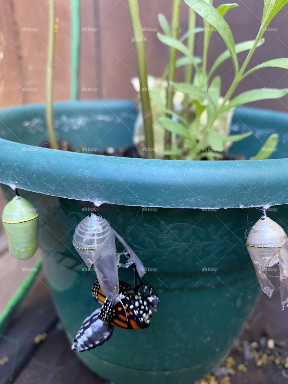 Monarch emerging 