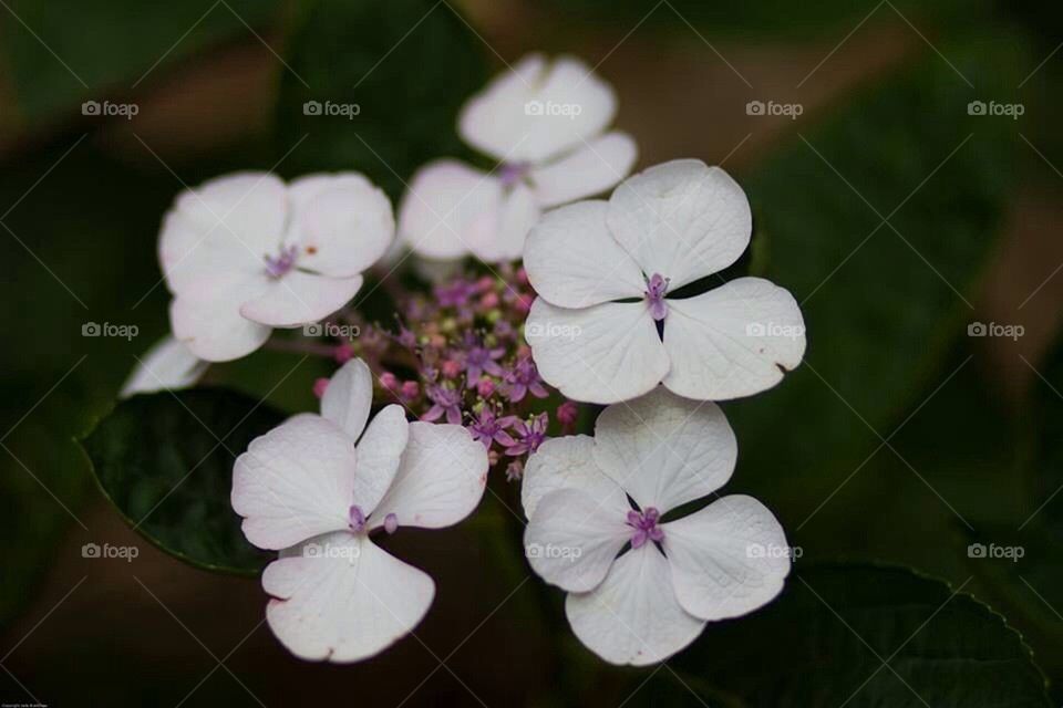 White Hydrangea 