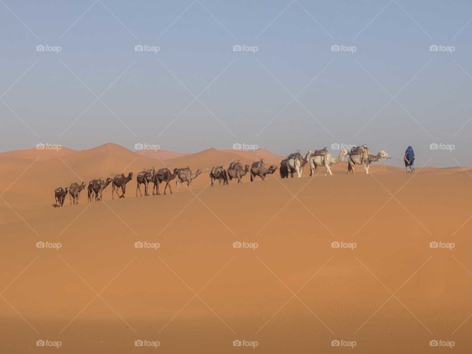 Man Leading Line/Group of Camels Across the Sand Dunes of the Sahara Desert in Morocco