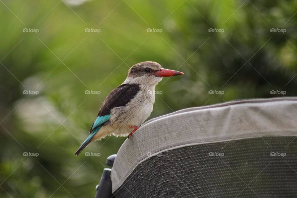 Kingfisher bird perched on a trampoline