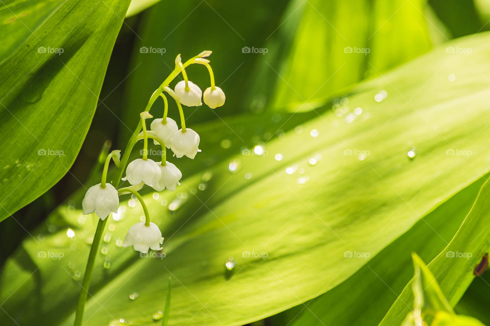 May-lily and drop of dew