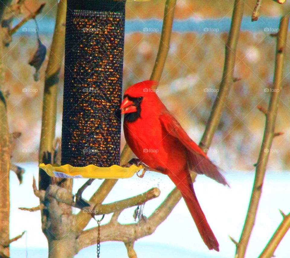 Close-up of a bird perching on feeder