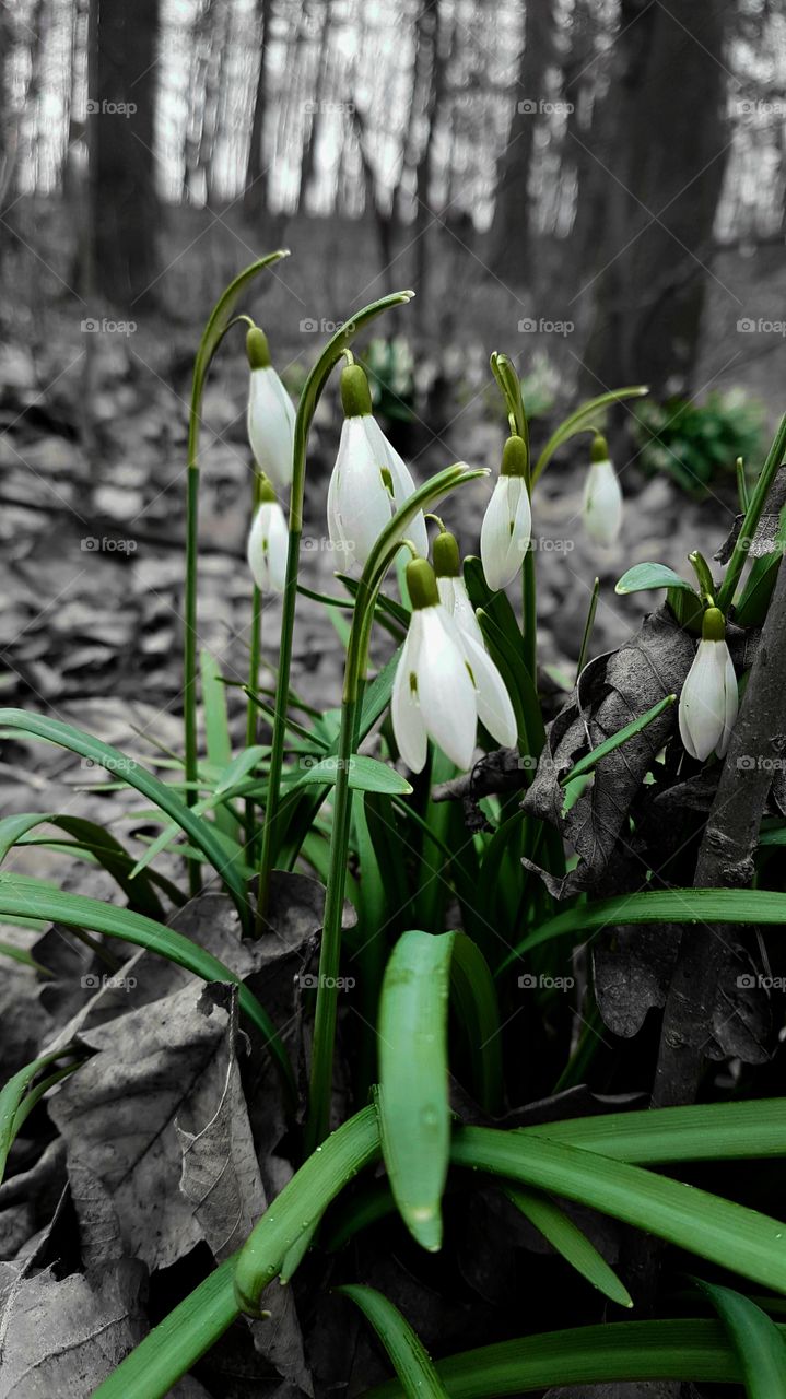 Spring in the forest