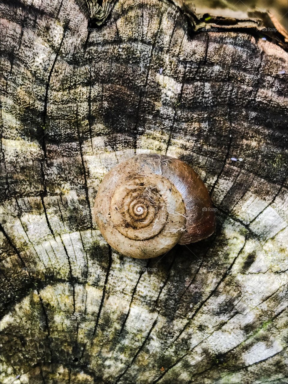 Snail shell on tree stump