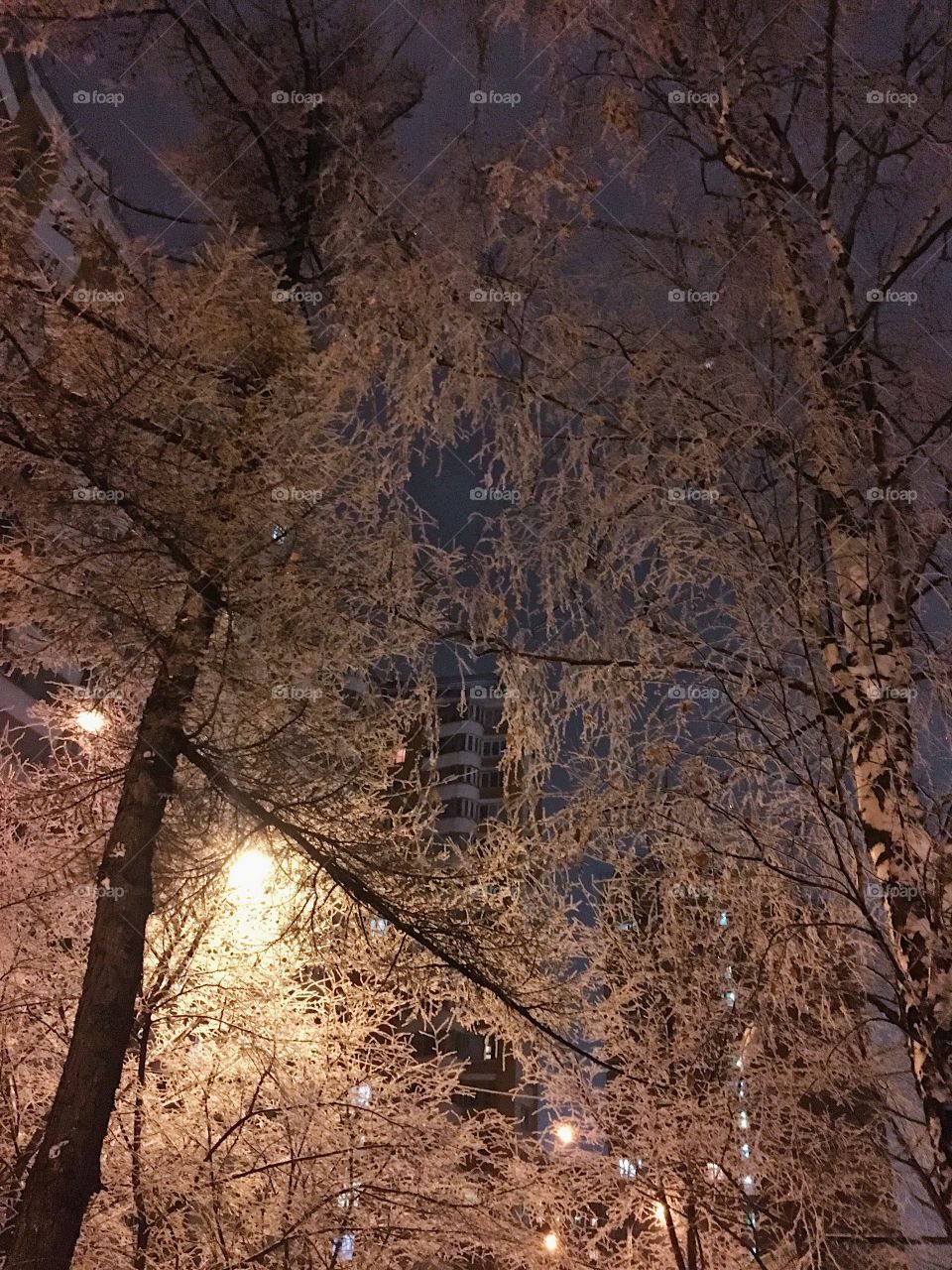 Snow winter tree