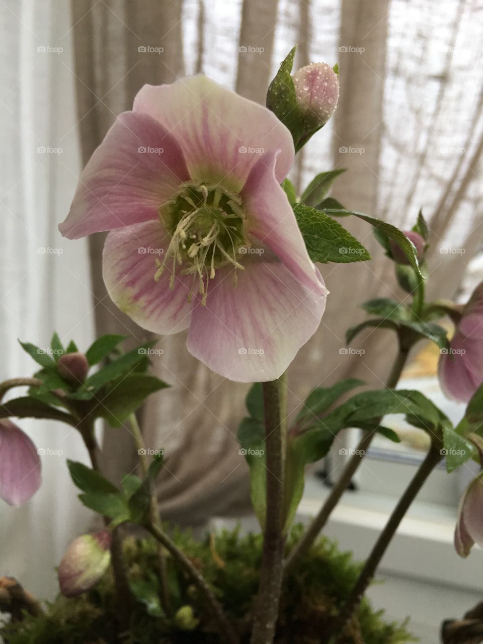 Helleborus Christmas rose 