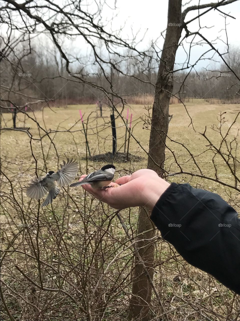 Feeding Chick-a-dees