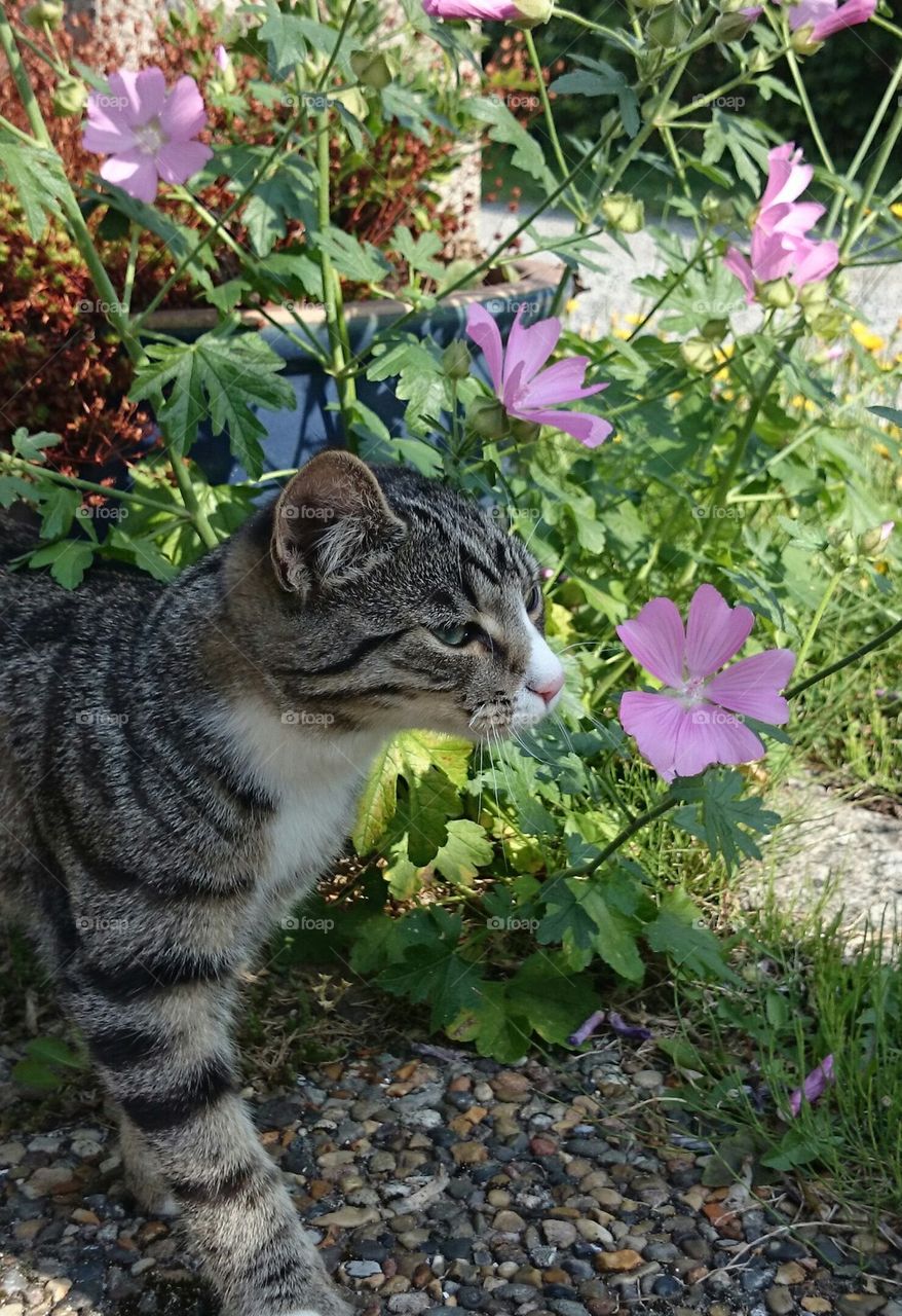 Kitten smelling the flowers