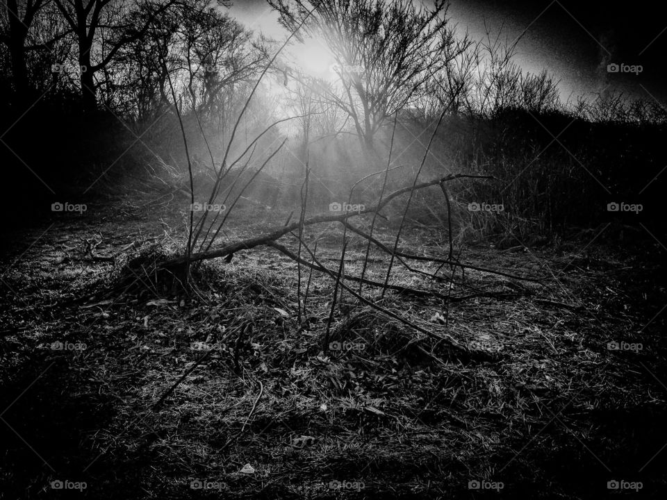 black and white photo of the sun shining through the trees to light up a fallen tree