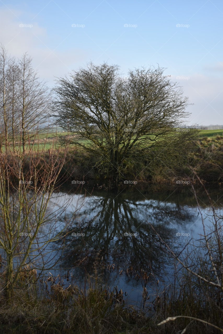 Countryside tree reflected in pond