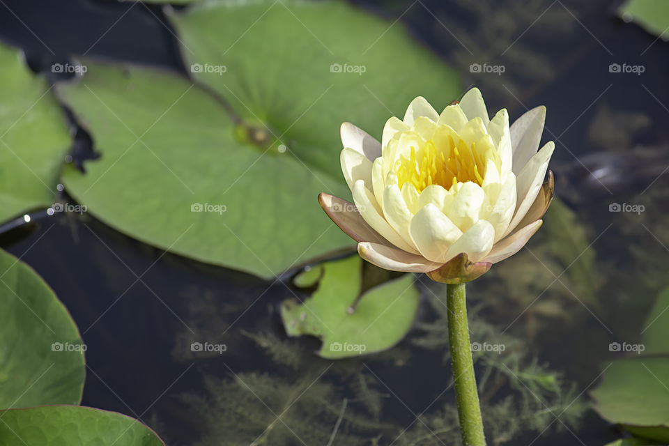 The beauty of the White Lotus Bloom in ponds