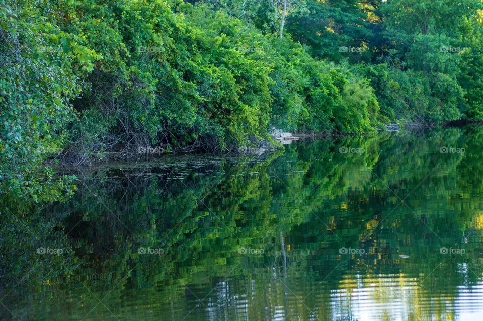 The Peaceful Lake