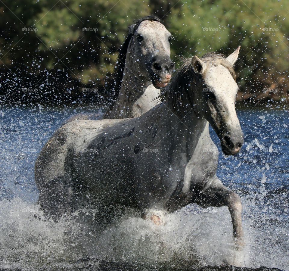 Wild Horses Running in River