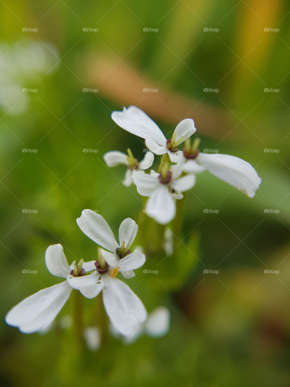 White flowers