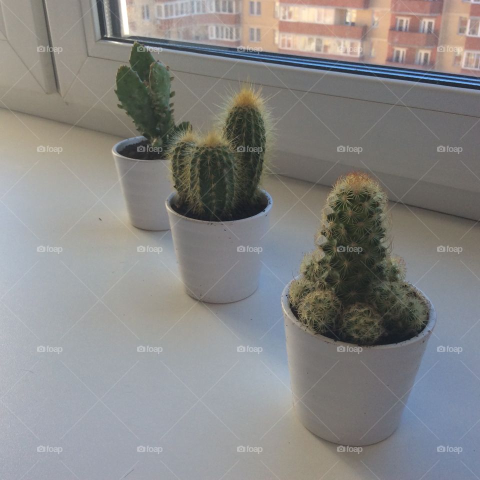 Little cactuses