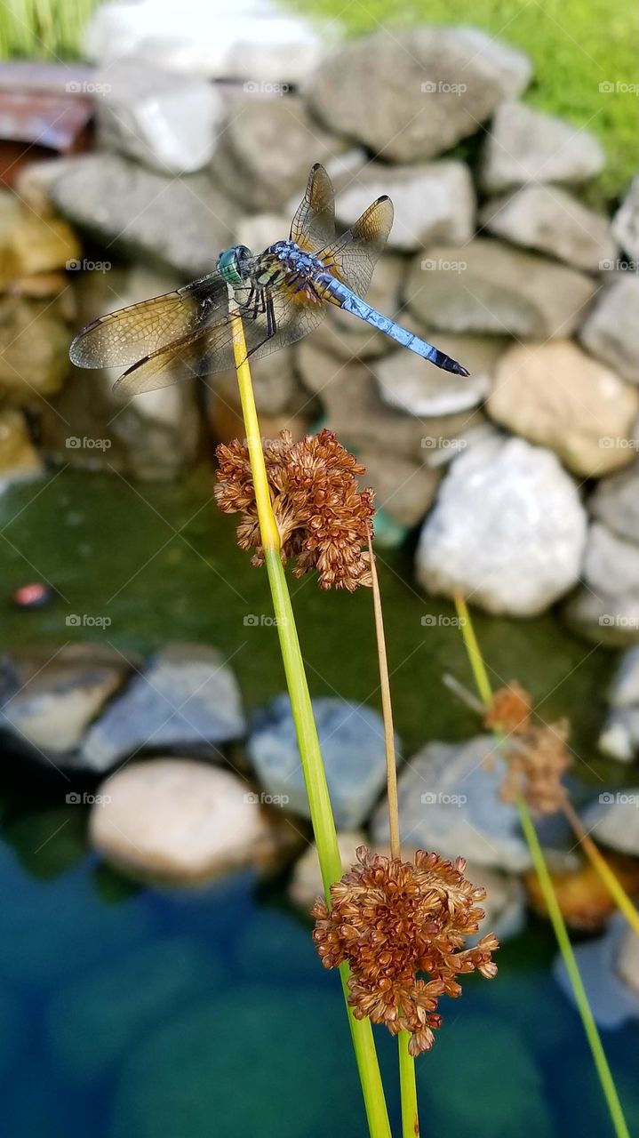 Blue Dragonfly