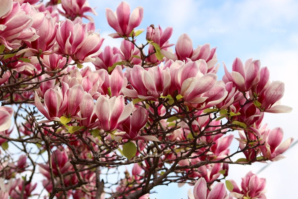 Magnolias 