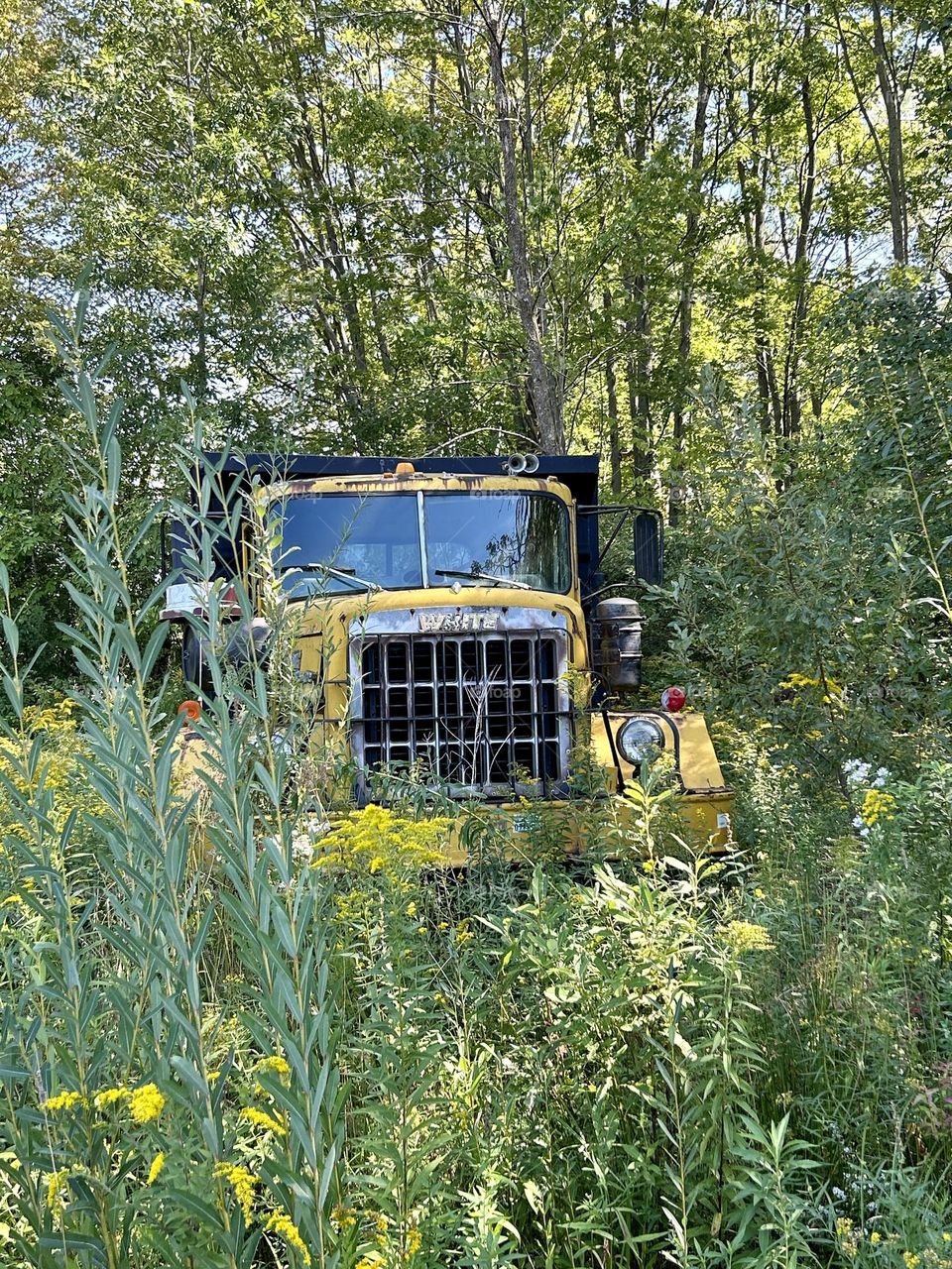 Old yellow dump truck in the woods 