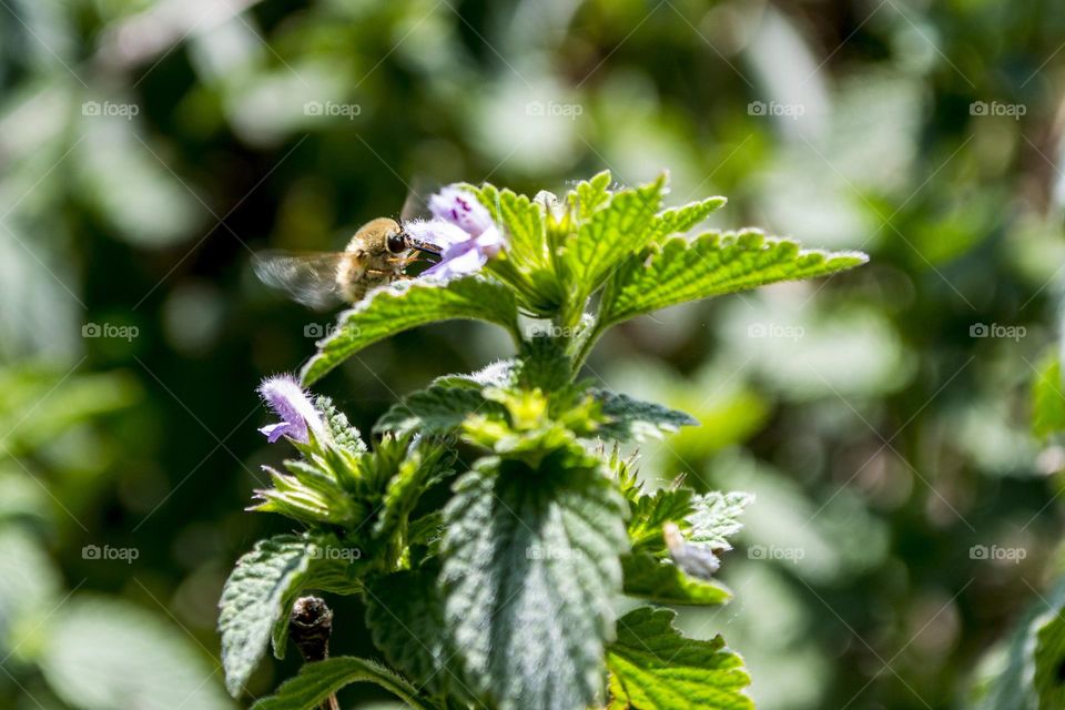 The Bombyliidae are a family of flies. Their common name are bee flies or humbleflies. Adults generally feed on nectar and pollen, some being important pollinators. Larvae are generally parasitoids of other insects.