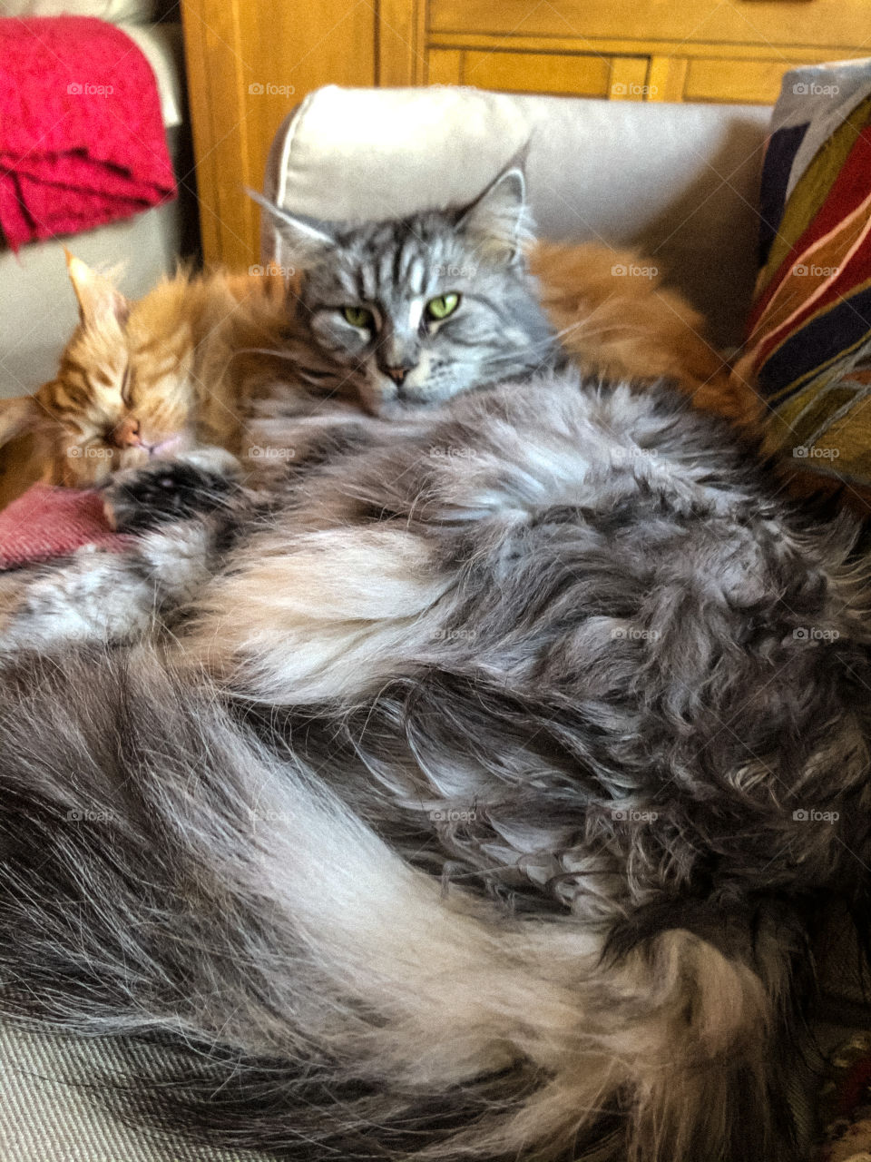 Maine Coons