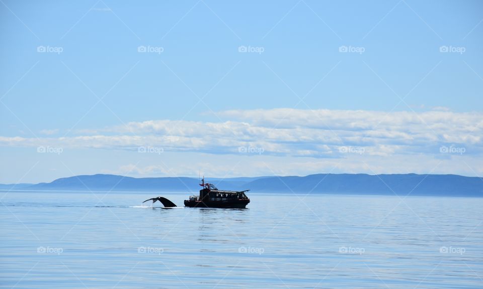 Whale watching on the Saint Laurent River in canada!