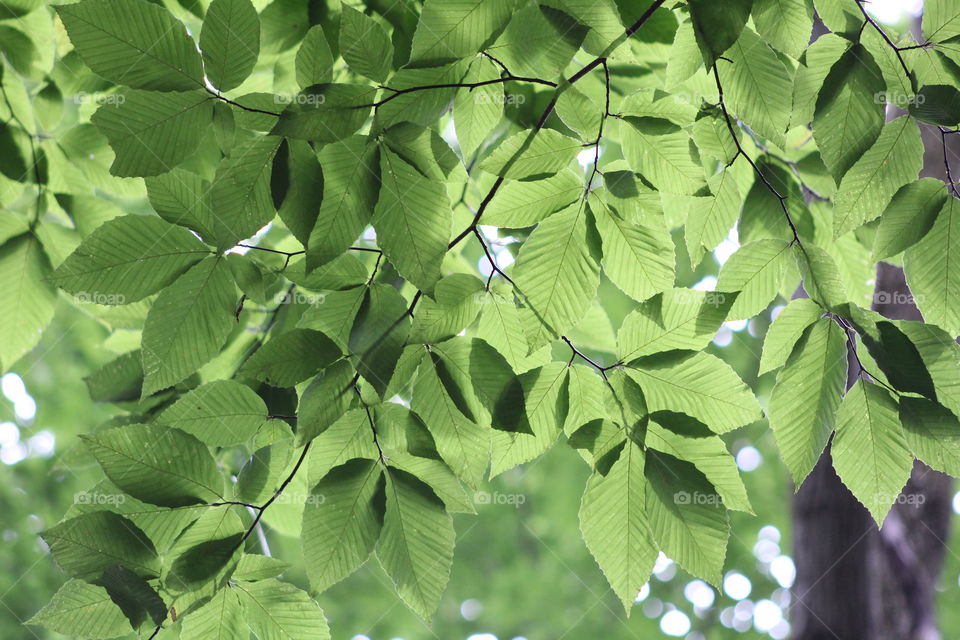 Light through leaves purely satisfying