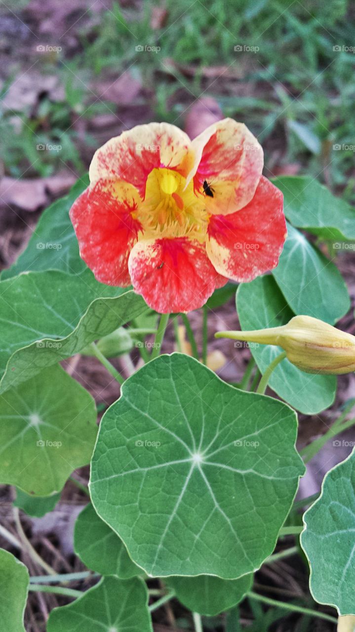 Nasturtium. In my garden