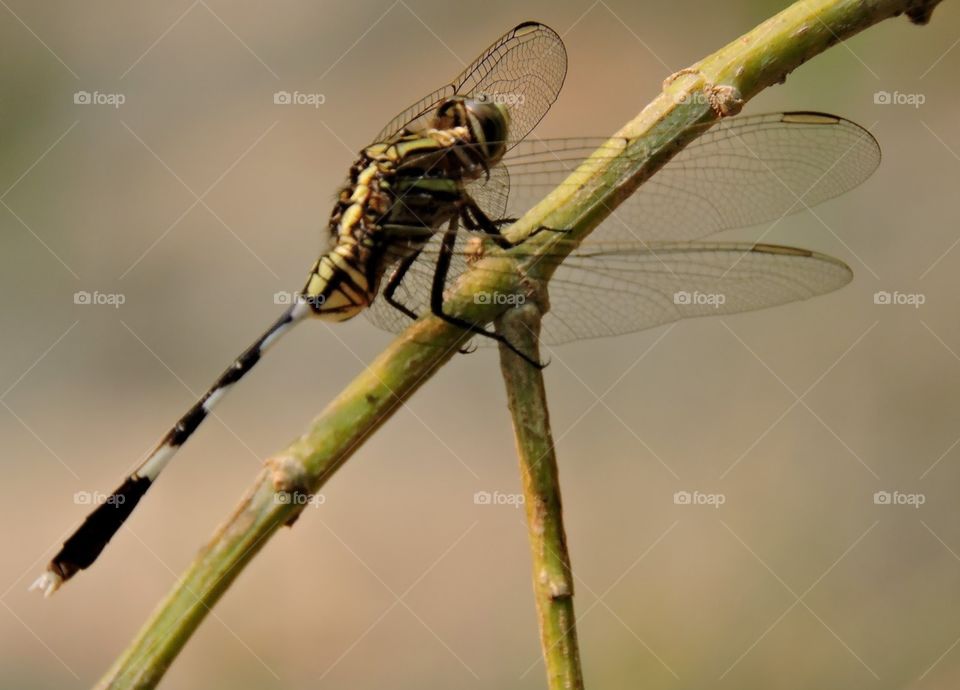 A DRAGONFLY