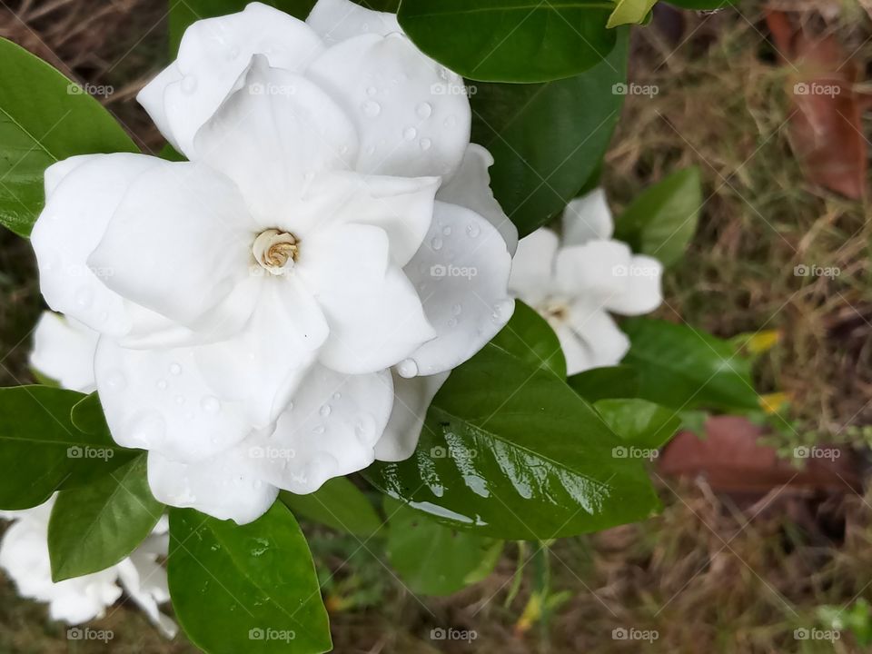 gardenia jasminiodes
