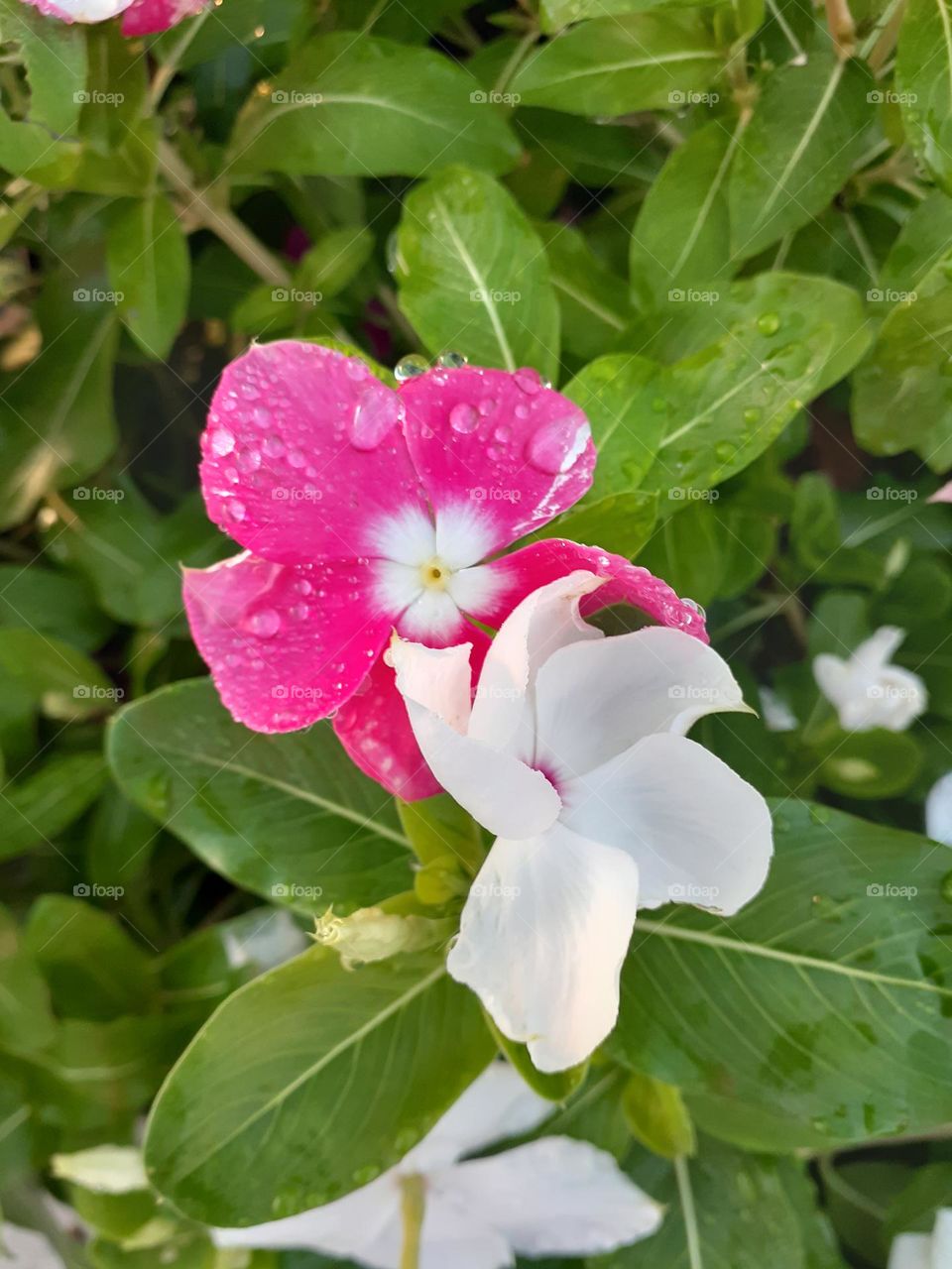 Water droplets on pink and white flowers that are blooming on a bush at Cranes Roost Park.