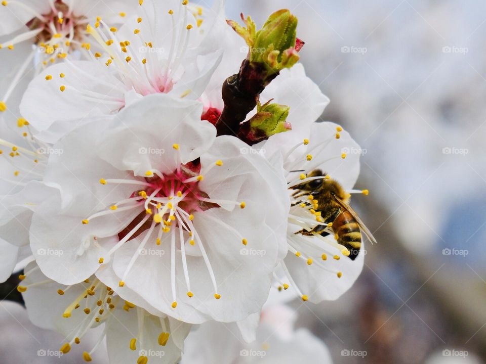 Bee collecting pollen