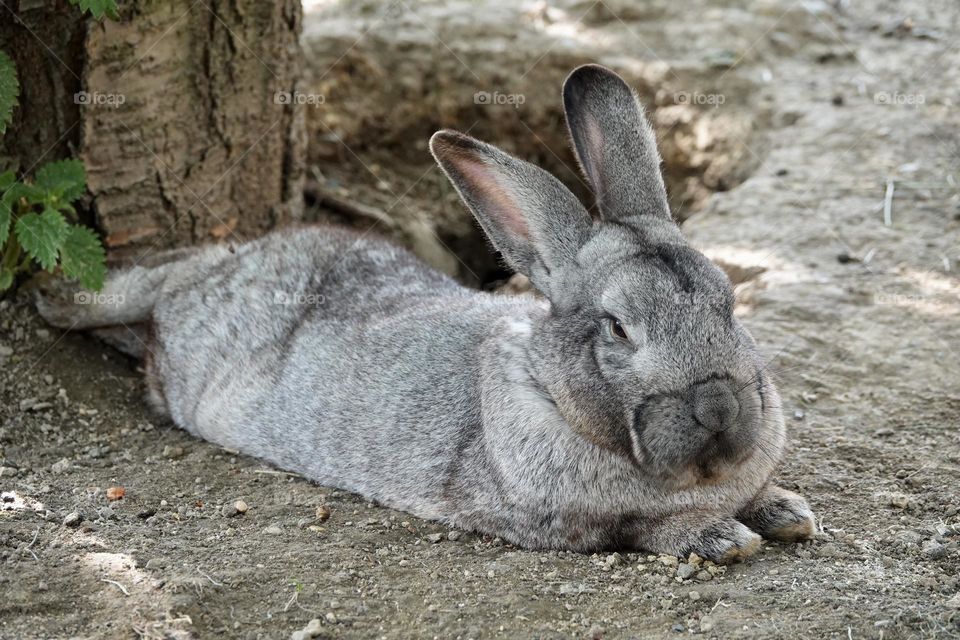 A beautiful bushy Flemish Giant rabbit lying down and resting in the shade. Male rabbit with closed eyes. Close-up photo.