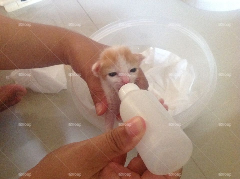 Close up feeding newborn cat
