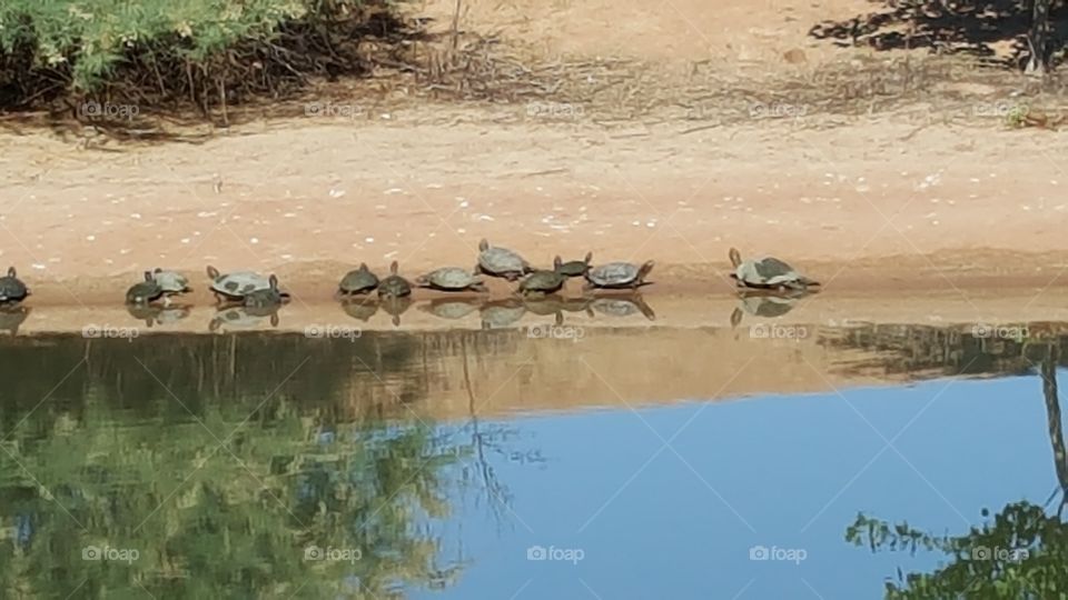 a gathering of turtles
