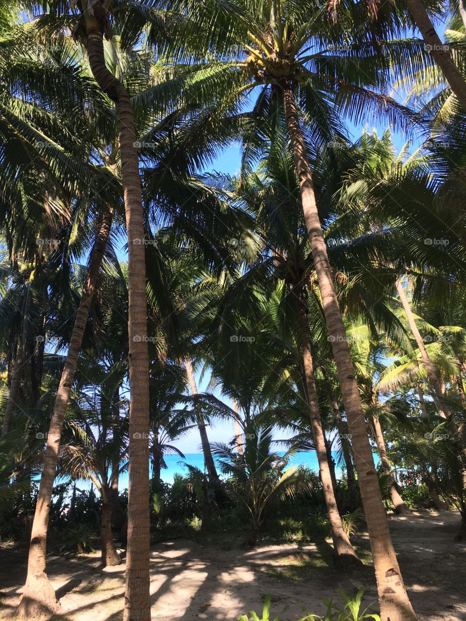 Coconut trees on beach