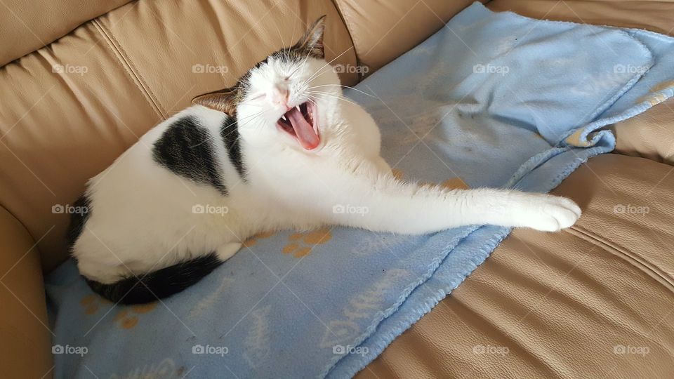 Yawning Kitty