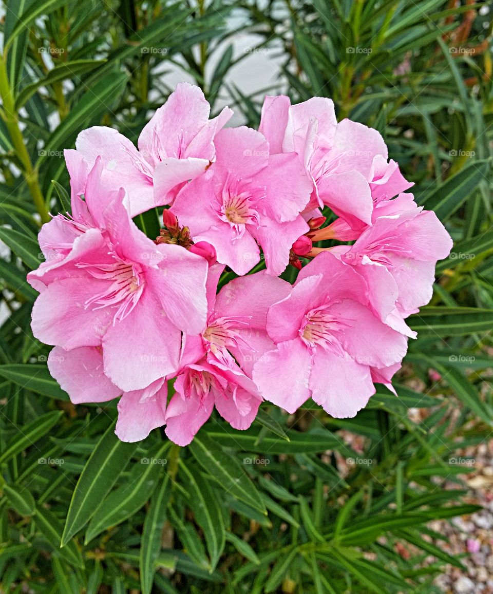 Pink oleander. Pink oleander in full bloom