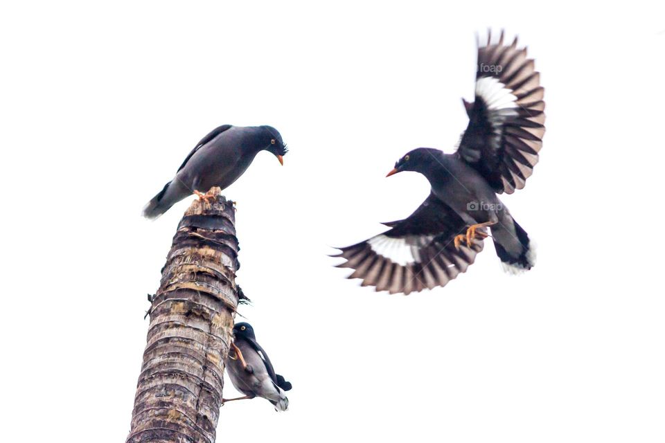 Jungle Myna