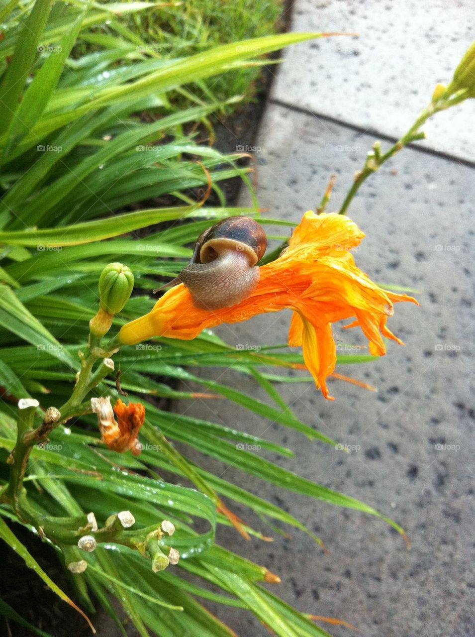 Rise and shine snail. On my morning walk I saw this snail crawling on a flower.