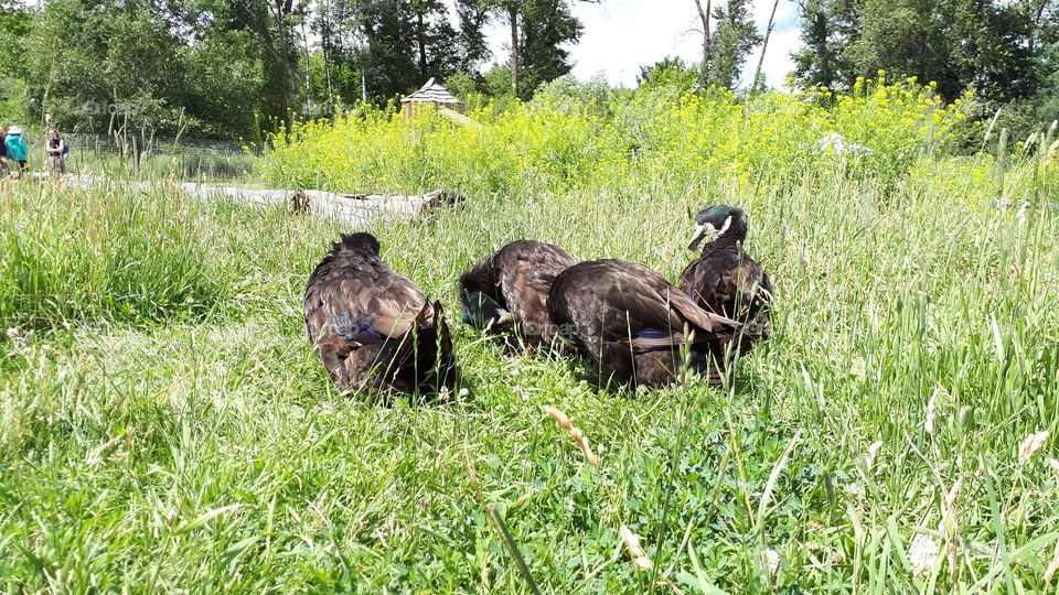 Preening ducks in grass